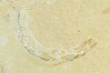 Cretaceous Fossil Shrimp + Partial Fish - Lebanon #123929-2